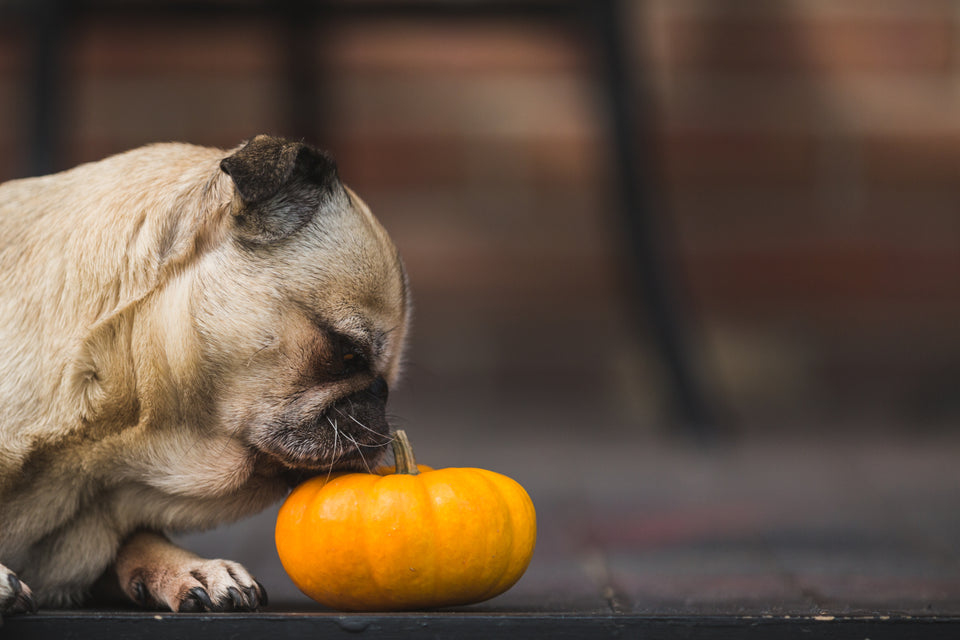 Beautiful Pug Smelling a pumpkin. Foods that dogs should Avoid. 